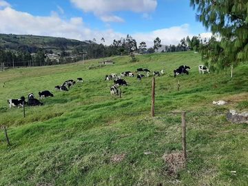 Hacienda lechera ganadera de venta en Nabón a 1 hora de Cuenca completamente tecnificada