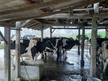 Hacienda lechera ganadera de venta en Nabón a 1 hora de Cuenca completamente tecnificada
