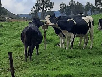 Hacienda lechera ganadera de venta en Nabón a 1 hora de Cuenca completamente tecnificada