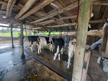Hacienda lechera ganadera de venta en Nabón a 1 hora de Cuenca completamente tecnificada