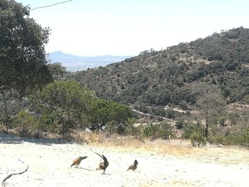 TERRENO EN VENTA “ESTANZUELA -MINERAL DEL CHICO”