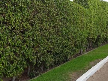 Venta Casa de Campo: Comodidad, Naturaleza y Espacios Acogedores en Pachacamac