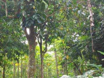 Farm lot for Rent/Sale in San Pablo, Laguna