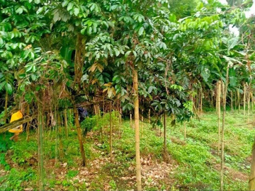 Farm lot for Rent/Sale in San Pablo, Laguna