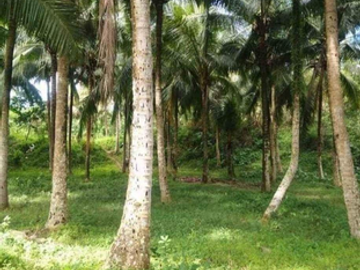 Farm lot for Rent/Sale in San Pablo, Laguna