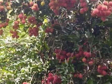 Farm lot for Rent/Sale in San Pablo, Laguna