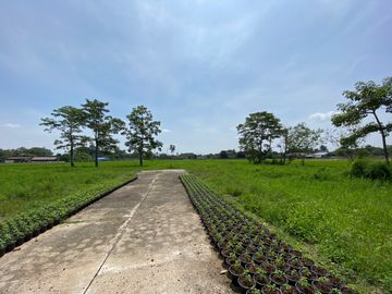 Large piece of land for sale in San Sai, Chiang Mai