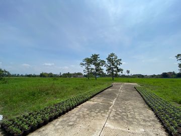 Large piece of land for sale in San Sai, Chiang Mai