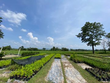 Large piece of land for sale in San Sai, Chiang Mai