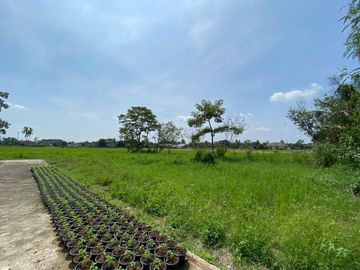 Large piece of land for sale in San Sai, Chiang Mai