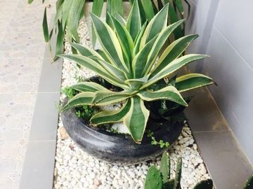 TOWN HOME in Chonburi locate right at park front
