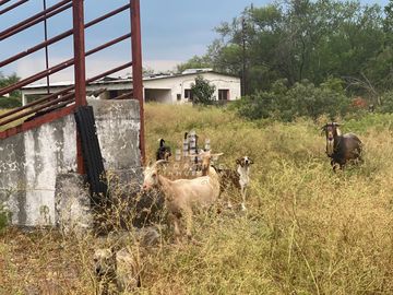 Rancho en Venta en Montemorelos
