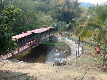 VENDEMOS HERMOSA FINCA CON ARBOLES FRUTALES Y LAGO.