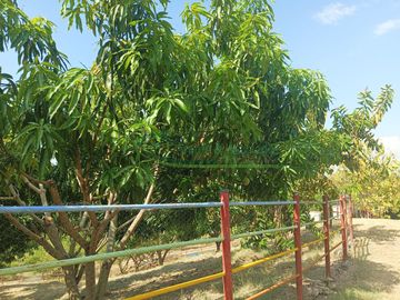 VENDEMOS HERMOSA FINCA CON ARBOLES FRUTALES Y LAGO.