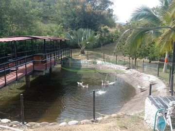 VENDEMOS HERMOSA FINCA CON ARBOLES FRUTALES Y LAGO.