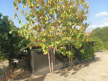 VENDEMOS HERMOSA FINCA CON ARBOLES FRUTALES Y LAGO.