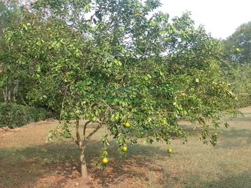 VENDEMOS HERMOSA FINCA CON ARBOLES FRUTALES Y LAGO.