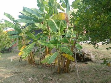 VENDEMOS HERMOSA FINCA CON ARBOLES FRUTALES Y LAGO.