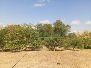 VENDEMOS HERMOSA FINCA CON ARBOLES FRUTALES Y LAGO.