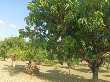 VENDEMOS HERMOSA FINCA CON ARBOLES FRUTALES Y LAGO.