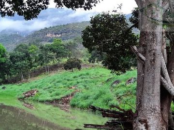 VENDEMOS FINCA GANADERA CON NACEDEROS DE AGUA, CLIMA AGRADABLE Y BUENA VECINDAD.