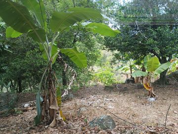 VENDEMOS FINCA GANADERA CON NACEDEROS DE AGUA, CLIMA AGRADABLE Y BUENA VECINDAD.