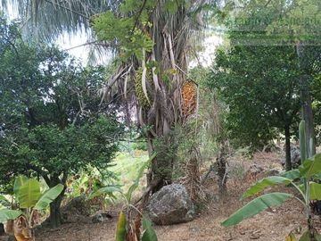 VENDEMOS FINCA GANADERA CON NACEDEROS DE AGUA, CLIMA AGRADABLE Y BUENA VECINDAD.