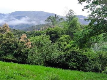 VENDEMOS FINCA GANADERA CON NACEDEROS DE AGUA, CLIMA AGRADABLE Y BUENA VECINDAD.
