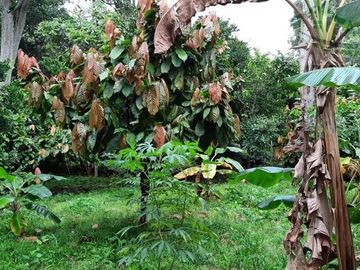 VENDEMOS FINCA GANADERA CON NACEDEROS DE AGUA, CLIMA AGRADABLE Y BUENA VECINDAD.