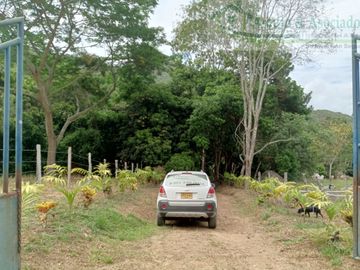 VENDEMOS FINCA GANADERA CON NACEDEROS DE AGUA, CLIMA AGRADABLE Y BUENA VECINDAD.