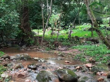 VENDEMOS FINCA GANADERA CON NACEDEROS DE AGUA, CLIMA AGRADABLE Y BUENA VECINDAD.