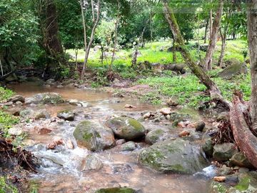 VENDEMOS FINCA GANADERA CON NACEDEROS DE AGUA, CLIMA AGRADABLE Y BUENA VECINDAD.