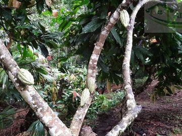 VENDEMOS FINCA GANADERA CON NACEDEROS DE AGUA, CLIMA AGRADABLE Y BUENA VECINDAD.