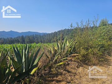 TERRENO EN MINERAL DEL CHICO CARBONERAS,   CON BOSQUE AL FRENTE