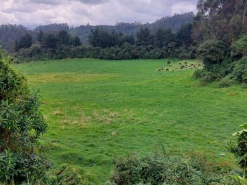 HACIENDA GANADERA PLANA CERCA DE SANGOLQUI
