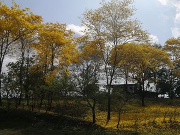 VENDO FINCA EN CANTON PEDRO CARBO 12 HECTAREAS
