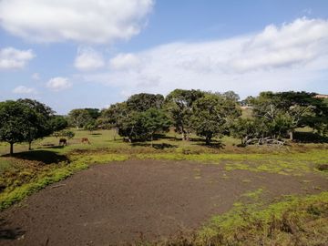 VENDO FINCA EN CANTON PEDRO CARBO 12 HECTAREAS