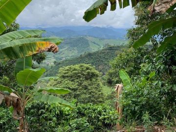 FINCA CAFETERA EN ANDES ANTIOQUIA