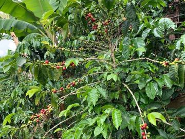 FINCA CAFETERA EN ANDES ANTIOQUIA