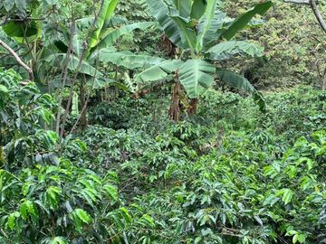 FINCA CAFETERA EN ANDES ANTIOQUIA