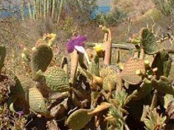TERRENO TURISTICO EN LORETO, BAJA CALIFORNIA SUR , MEXICO