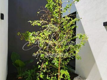 CASA EN VENTA, LA CAMPIÑA DEL BOSQUE, UNA PLANTA, 3 REC. CON BAÑO C/U