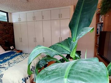 Vendo casa remodelada en la Granda Centeno, tiene tres departamentos independientes.