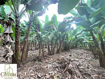Finca Venta – Barcelona Quindío