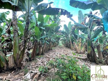 Finca Venta – Barcelona Quindío