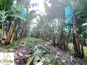 Finca Venta – Barcelona Quindío