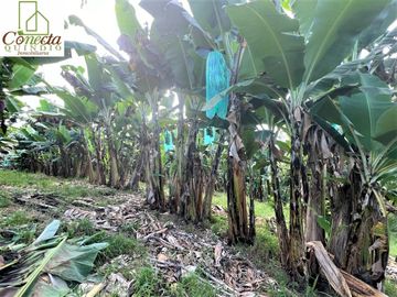 Finca Venta – Barcelona Quindío