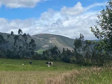 HACIENDA DE 13 HECTÁREAS EN VENTA EN LASSO. PERFECTA PARA FLORICULTORES. TOTALMENTE PLANA.