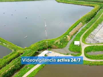 EN VENTA: camaronera de 112 hectáreas en Barbones, El Oro