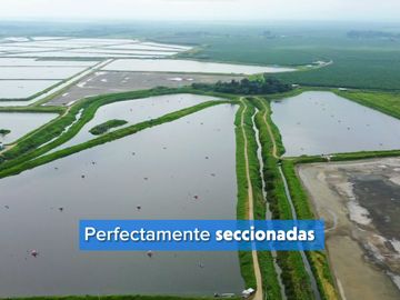 EN VENTA: camaronera de 112 hectáreas en Barbones, El Oro